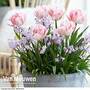 Plant-O-Mat Bulbs Tulip 'Foxtrot' and Chionodoxa 'Pink Giant'