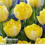 Tulip 'Secret Perfume'