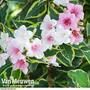 Weigela 'Florida Variegata'