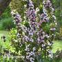 Weigela Towers of Flowers® 'Apple Blossom'