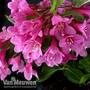 Weigela Towers of Flowers® 'Cherry'