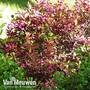 Weigela florida 'Minor Black'