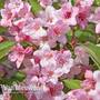 Weigela rosea