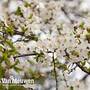 Wild Cherry (Hedging)