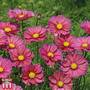 Cosmos bipinnatus 'Xsenia'