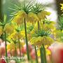 Fritillaria imperialis 'Maxima Lutea'