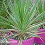 Yucca filamentosa 'Bright Edge'