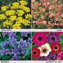 Summer Crazy Colour Collection