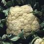 Cauliflower 'All Year Round' (Start-A-Garden™ Range)