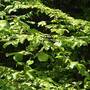Green Beech (Hedging)