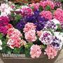 Petunia 'Orchid Flowered Mixed'