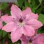 Clematis Sarah Elizabeth™ evipo098