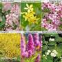 Bumper Shrub Collection
