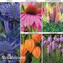 Perennial Collection
