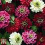 Zinnia marylandica 'Zahara Double Berries Mix'