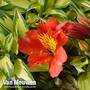 Alstroemeria 'Little Miss Zoe'