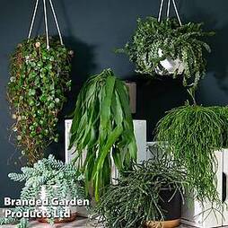 Nurserymans Choice Succulent Hanging Basket