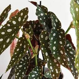 Begonia maculata (House Plant)