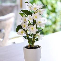 Orchid  Apollon (House Plant)