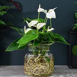 Anthurium Aqua White in Sierglass (House Plant)