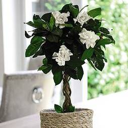 Gardenia Standard with Twisted Stem (House plant)