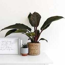 Philodendron 'Imperial Red' (House Plant)