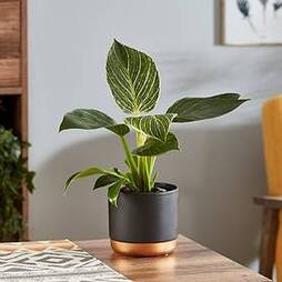 Philodendron 'White Measure' (House Plant)