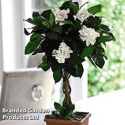 Gardenia 'Deluxe' (House Plant)