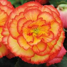 Begonia 'Prima Donna Sunburst'