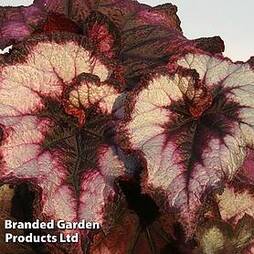 Begonia 'Blackberry Swirl'