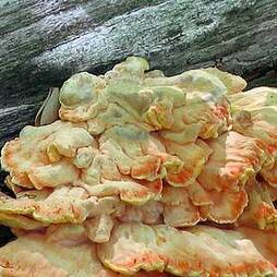 Mushroom 'Chicken of the Woods'