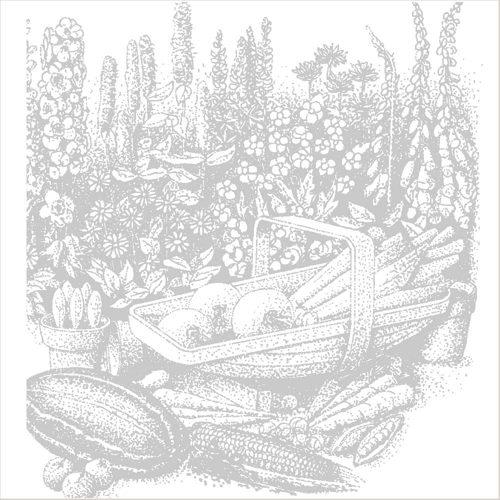 Lettuce 'Webbs Wonderful' (Iceberg/Crisphead) (Seeds)