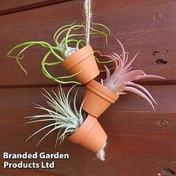 Air plant Mini Pots on Rope
