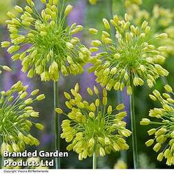 Allium 'Yellow Fantasy'