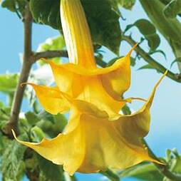 Angels Trumpets 'Double Fragrant Yellow'