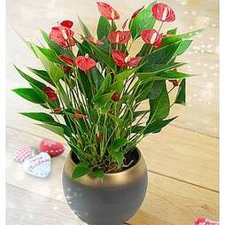 Anthurium 'Million Flower' - Gift