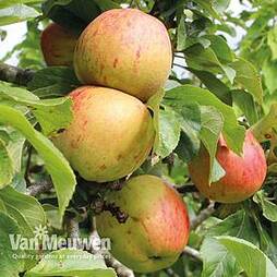 Apple Bramleys Seedling