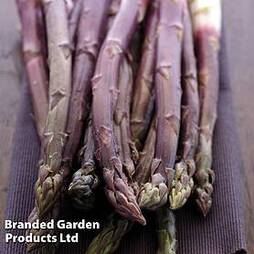 Asparagus 'Burgundine' (Spring/ Autumn Planting)
