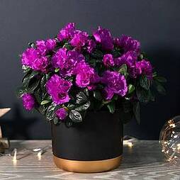 Azalea Purple Rosebud - Gift