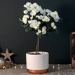 Standard Azalea White - Gift