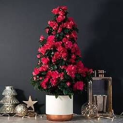Christmas Azalea Tree - Gift