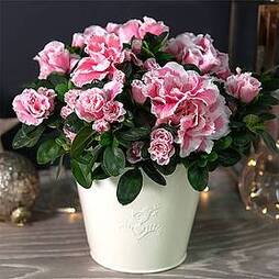 Azalea 'Pink & White Bicolour' - Gift