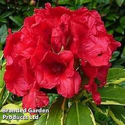Rhododendron 'Red & Gold'