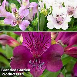 Alstroemeria inticancha 'Purple Passion Collection'