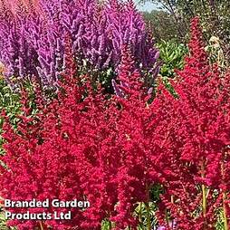 Astilbe chinensis 'Pearl' Collection