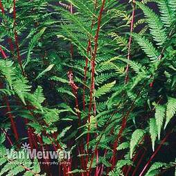 Athyrium niponicum var. pictum 'Lady In Red'