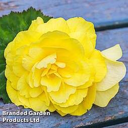 Begonia 'Prima Donna Yellow'