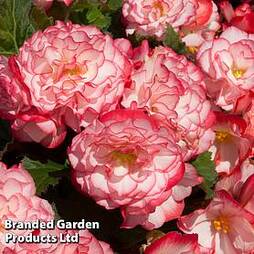 Begonia 'Nonstop Rose Petticoat'