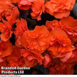 Begonia 'Sunpleasures® Choco Orange'
