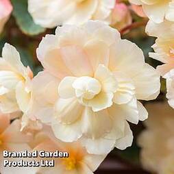 Begonia 'Sweet Spice Appleblossom'